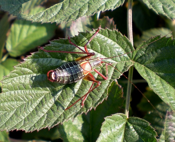 Robo che salta: Barbitistes obtusus (= alpinus di Ckmap)